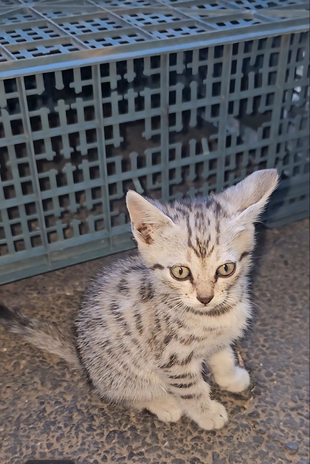 Отдам.     котят