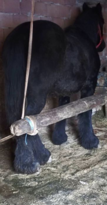 Mânz negru 1 an jumate ardenez belgian