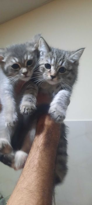 Mushuk bolalar sotiladi