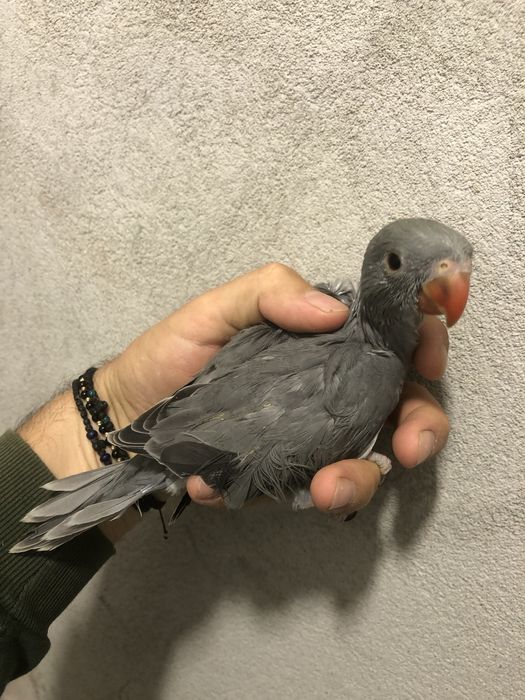 Papagali vorbitori pui blanzi micul alexandru alexander