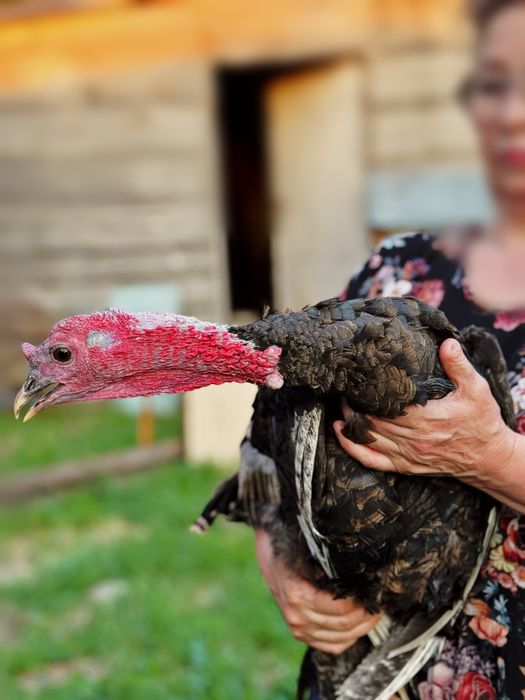 Продам индюка ( бронзовый )