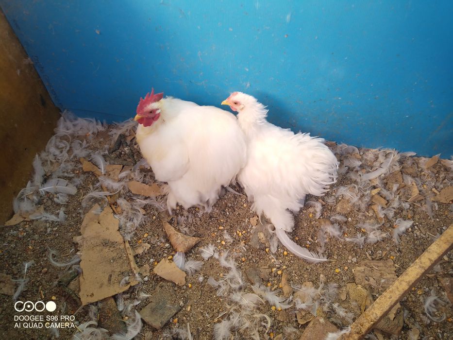 Cochinchina pitic și chabo