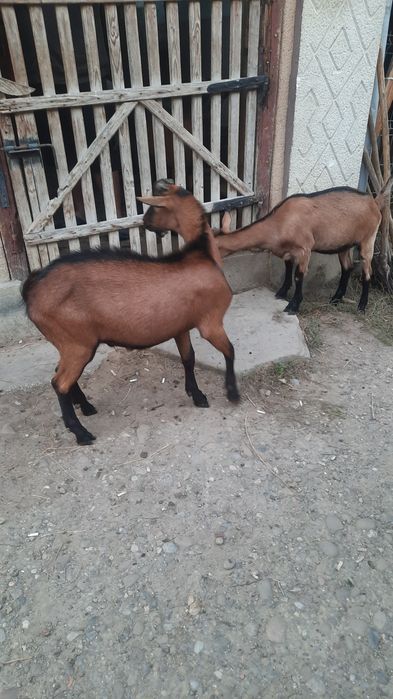 Capră metiș sanen-alpin francez
