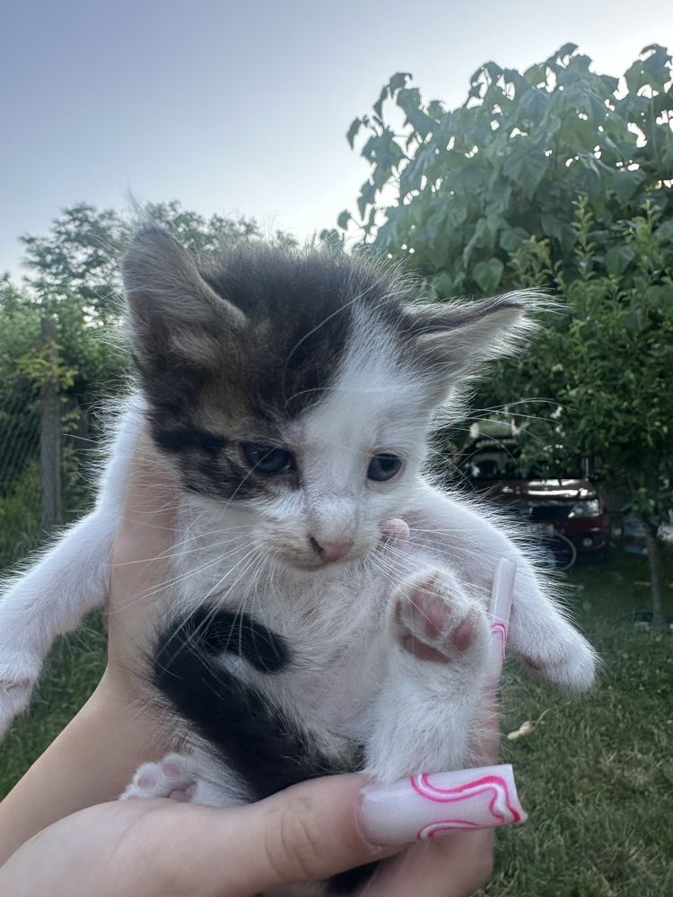 pisici pentru adoptie