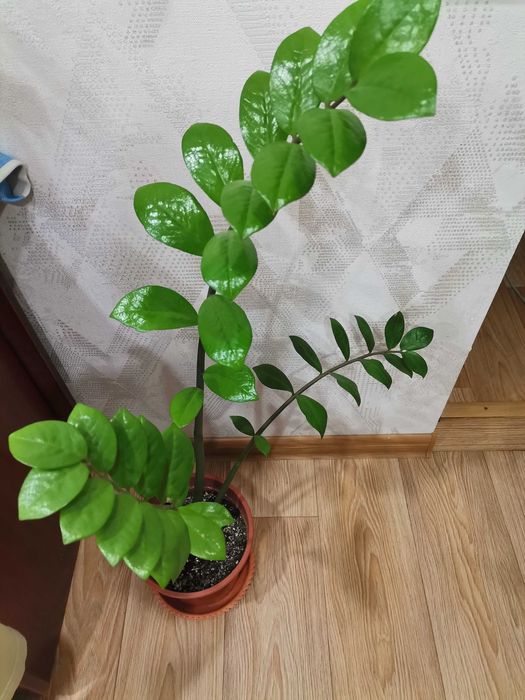 Продам замиокулькас. Долларовое дерево.