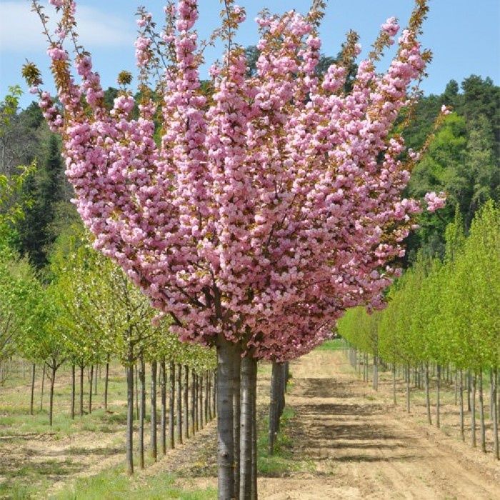 Pomi ornamentali specii de cires japonez