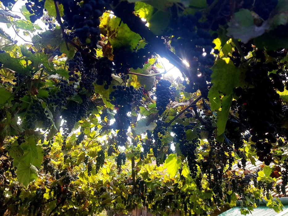 Struguri merlot carbenet bio