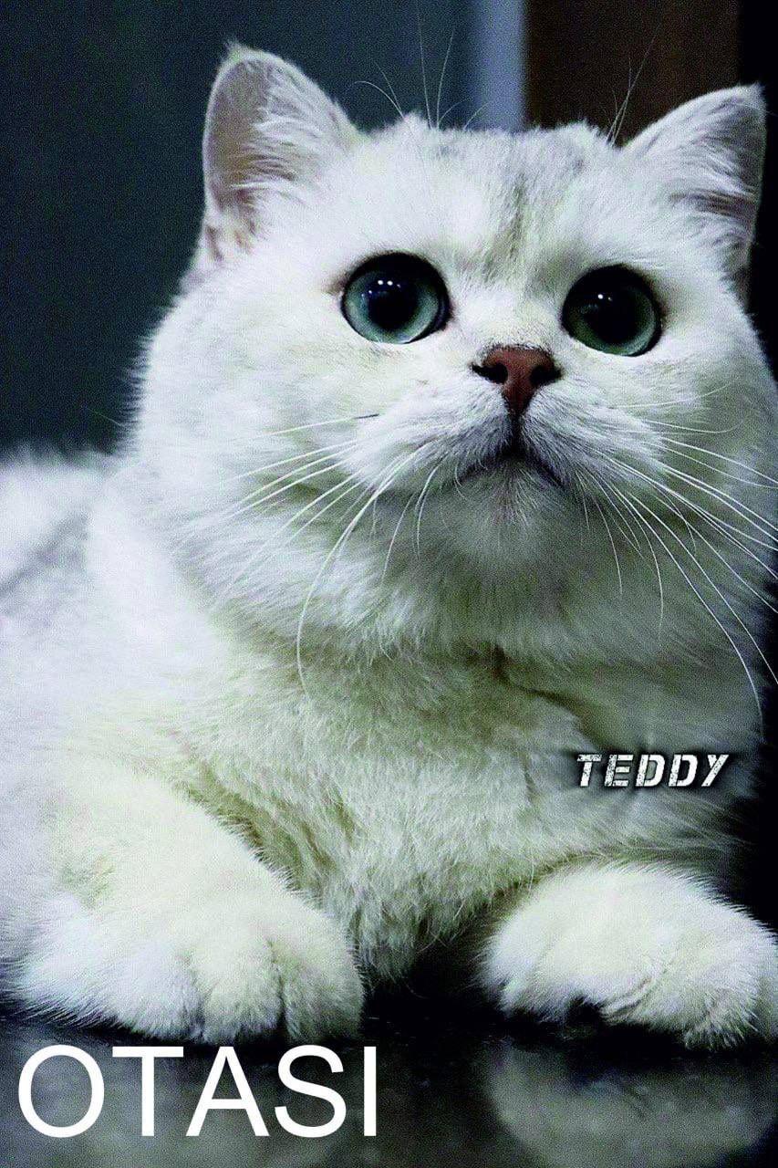 Scottish Straight / Scottish Fold