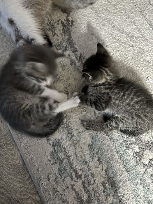 Маленькие котята