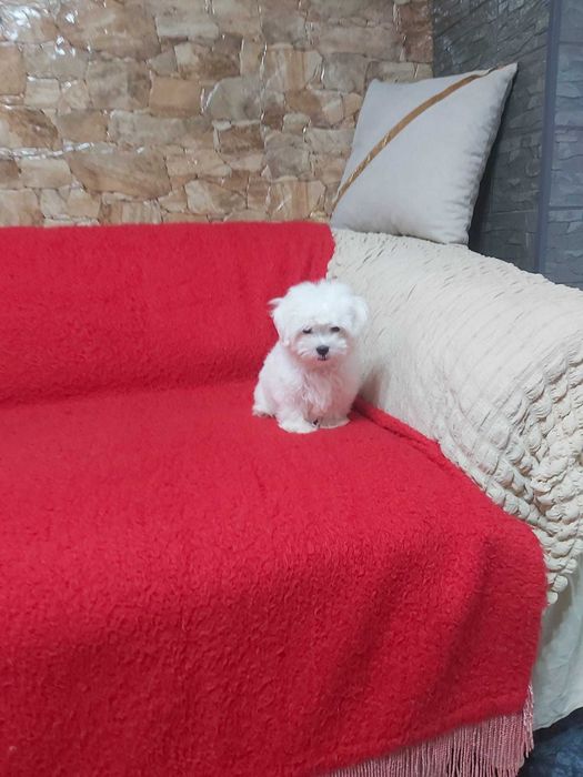 Pui bichon maltese