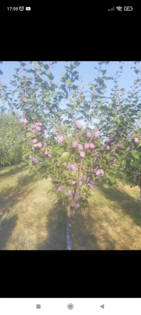 Къща с овощна градина с.Асеновци