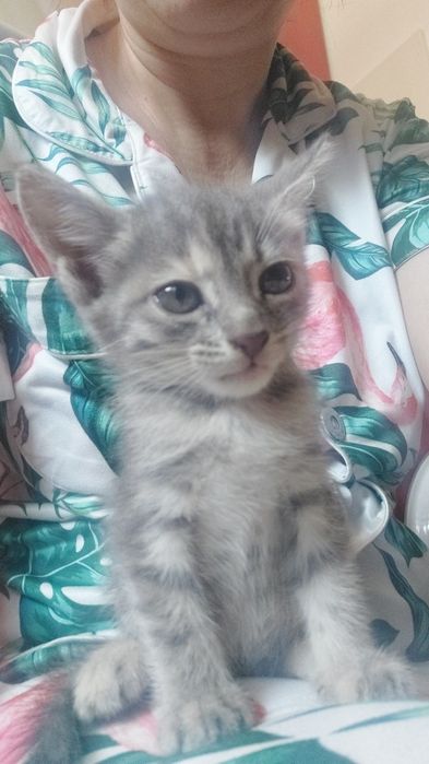 Кыз пышык бериледи 2 айлык