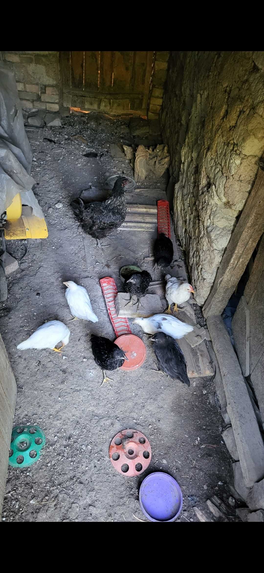 Свободни кокошки носачки и пиленца