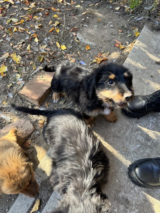 Donez catelusi de talie mica.