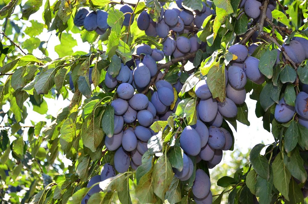 Pomi fructiferi normali Pruni