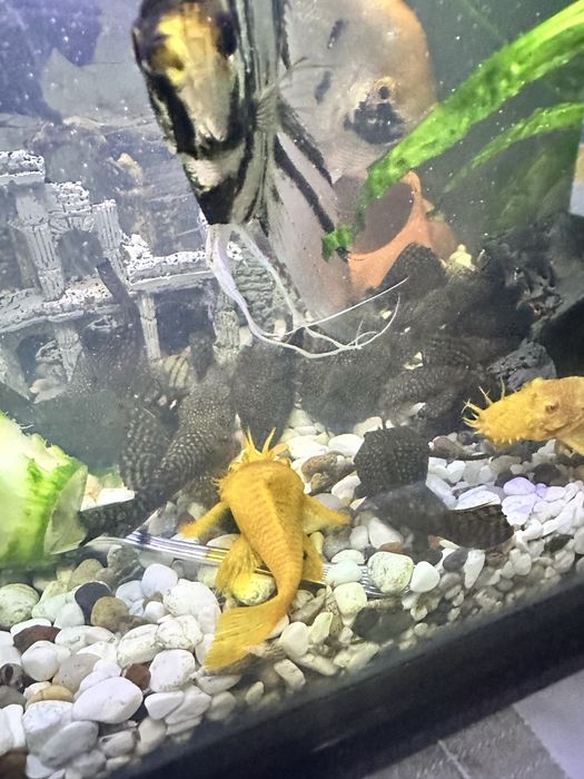 Продавам анцитруси