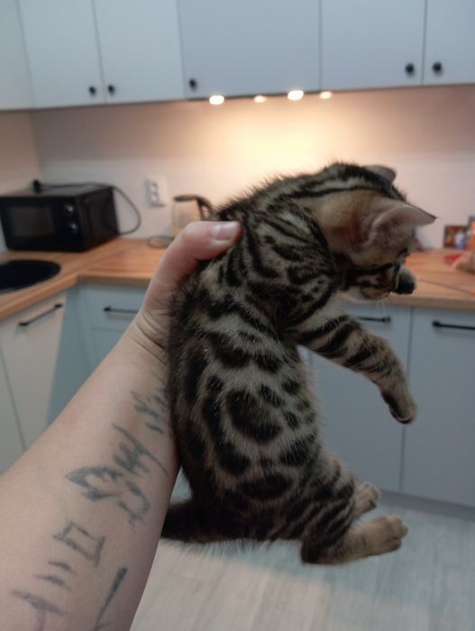 Продается бенгальский котенок