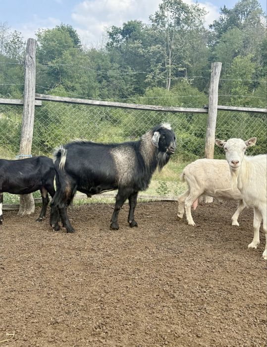 Țap de vanzare.