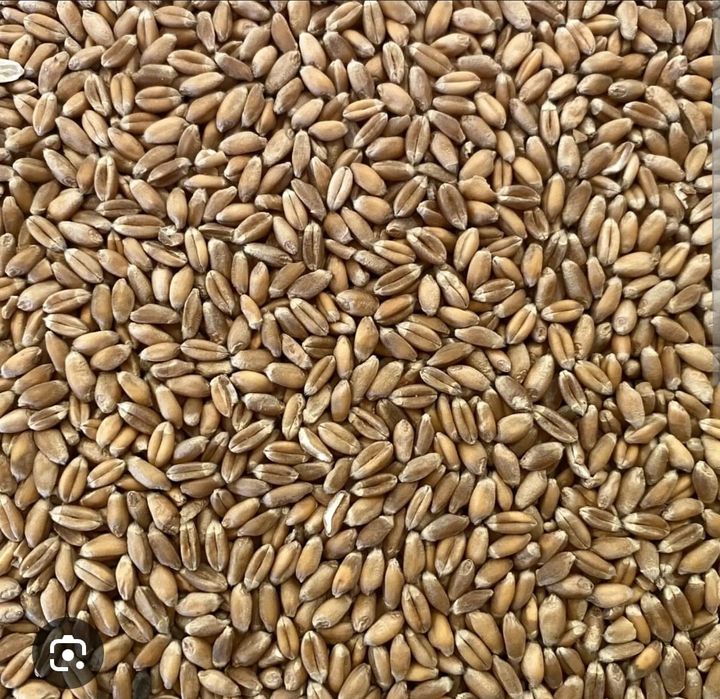 Vând grau de    panificație