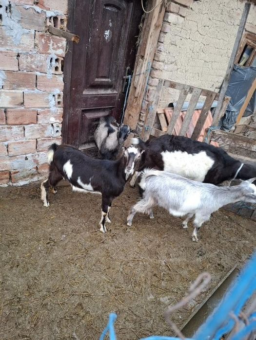 Продавам коза и ярета