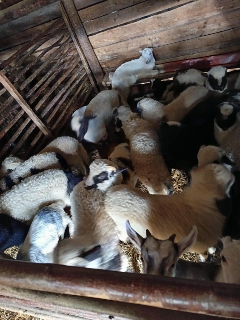 Animale oi SI miei