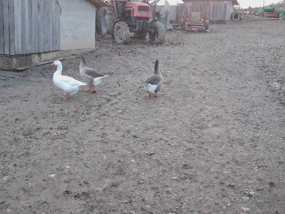 Vând gâște românești