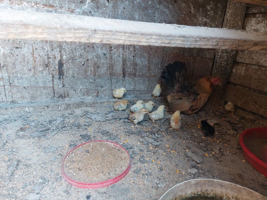 Cocoși pitici de vânzare