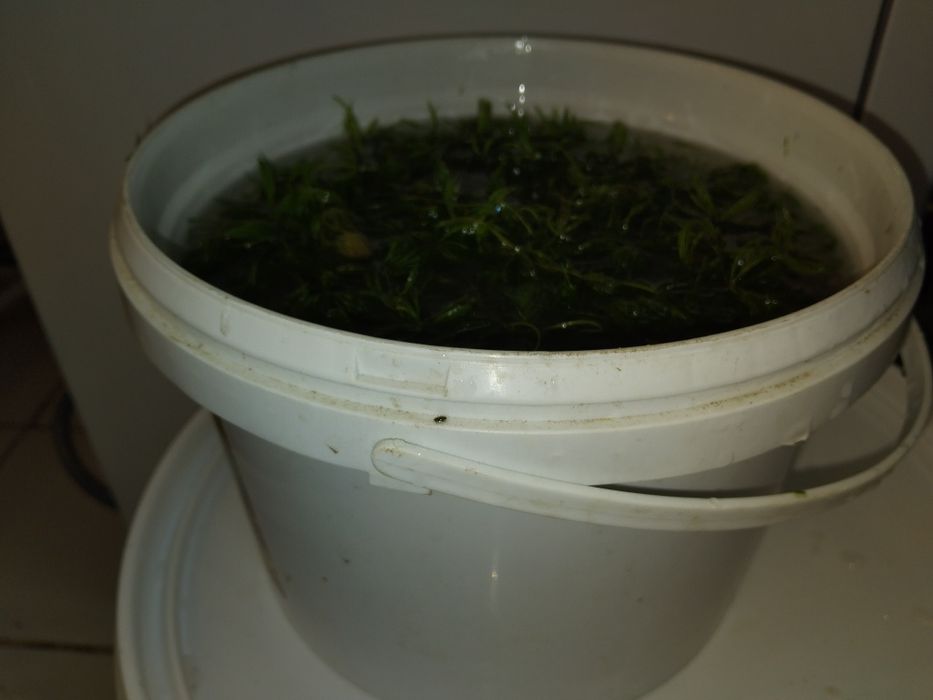 Аквариумни растения