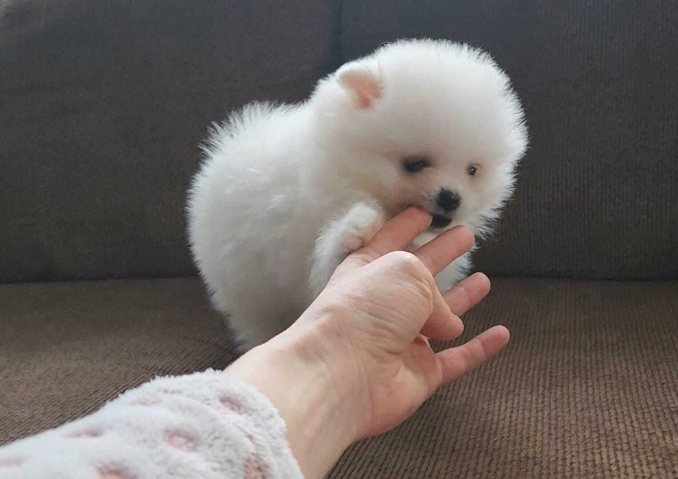 Fetiță Pomeranian talie mică