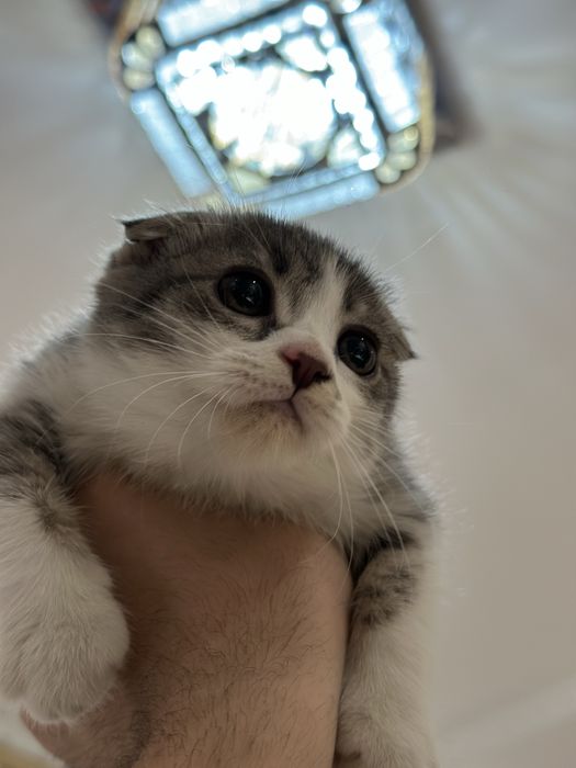 Scottish Fold and straight
