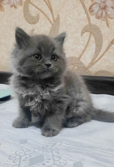 Кошка мушу Хеллон фолд