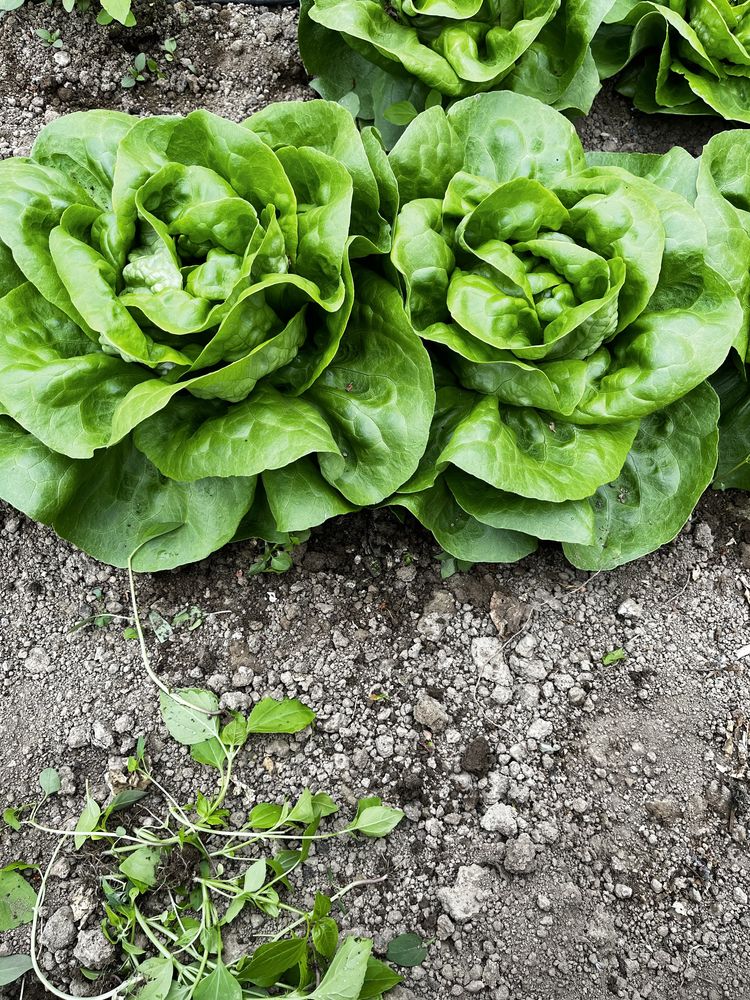 Salata verde de vanzare