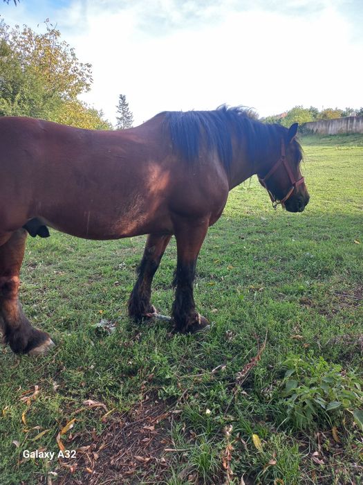 Vand sau schimb cu auto sau vitei armasar de 3 ani ,cai si iepe
