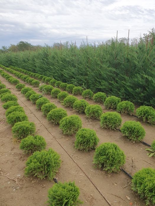 Plante ornamentale crescute in ghiveci la preț de producător