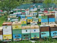 Vând 100  familii de albine cu sau fără ladă