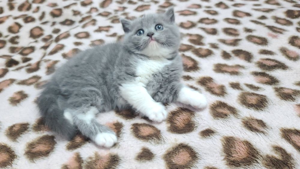 Шотландские котята Scottish Straight 1.5 месяца