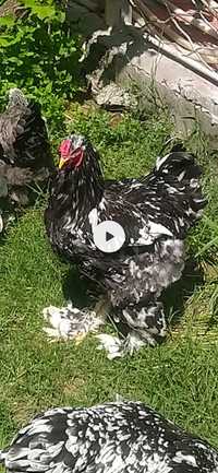 Brama Брама гиганты продаю яйца и цыплята кур чистая порода