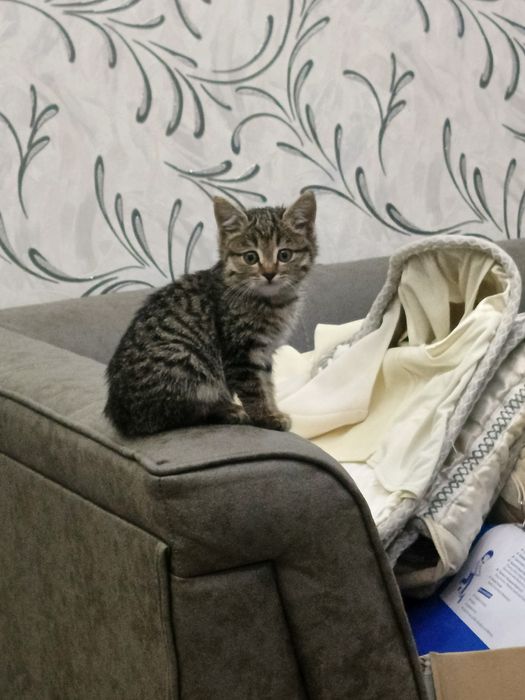 Пристраивается в любящие ручки