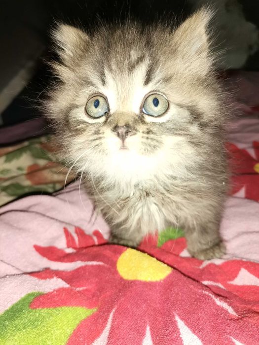 Продам котят, мама Скоттиш-страйт, папа Нибелунг