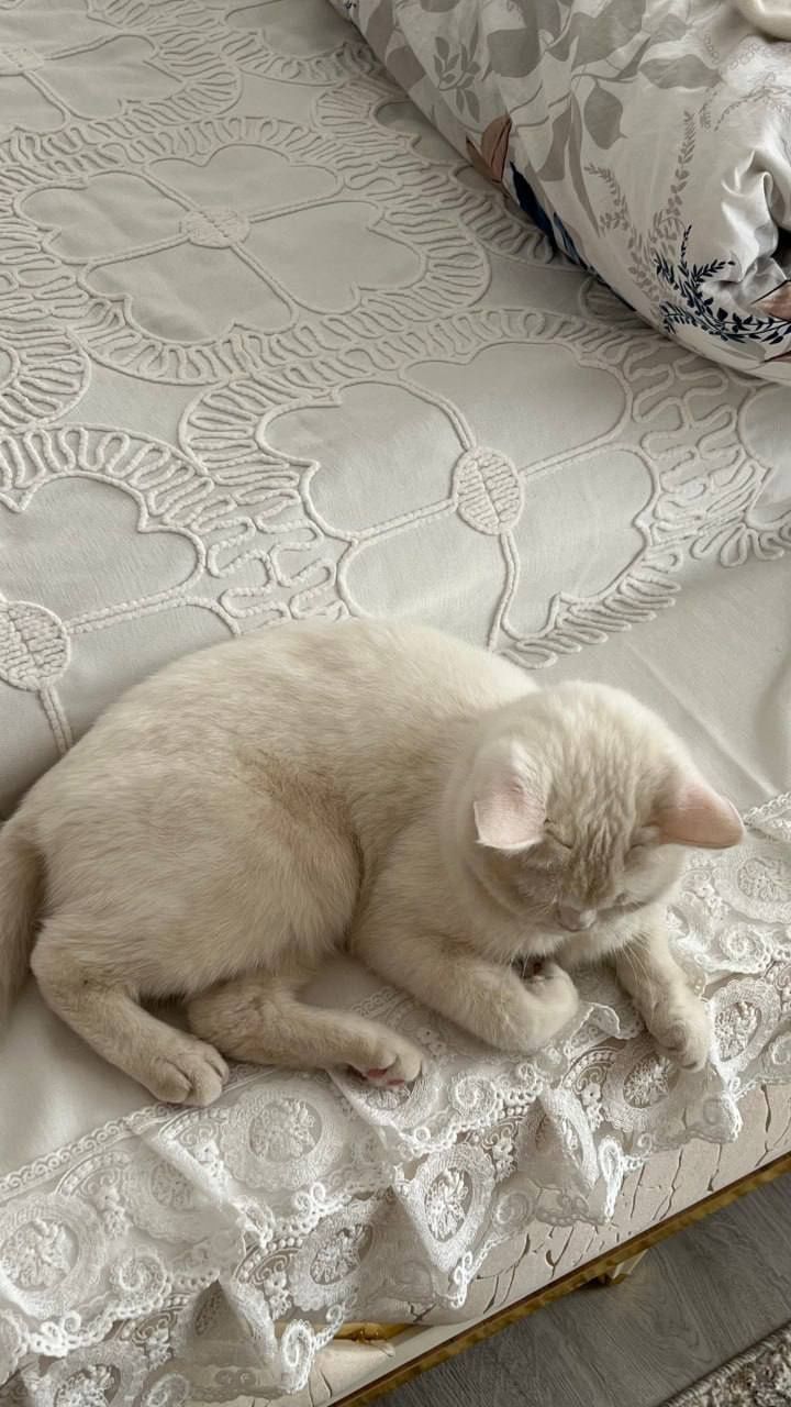 Белая кошка британка