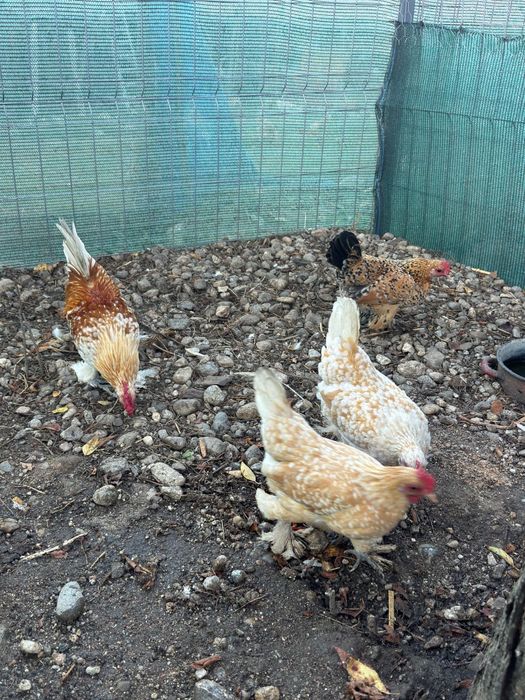 Vând sebright argintiu și mii de flori