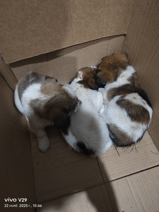 Срочно Ищем дом для щенят