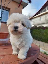 Catel bichon maltese