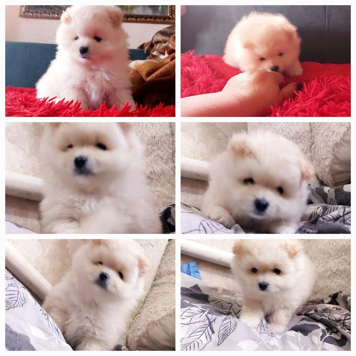 Щенок породы шпиц