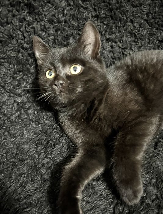 Pisici pentru adoptie