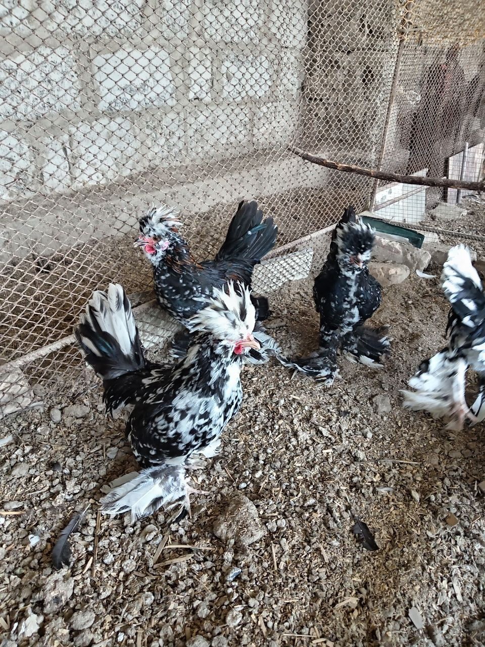 Корейски японкалар сотилади