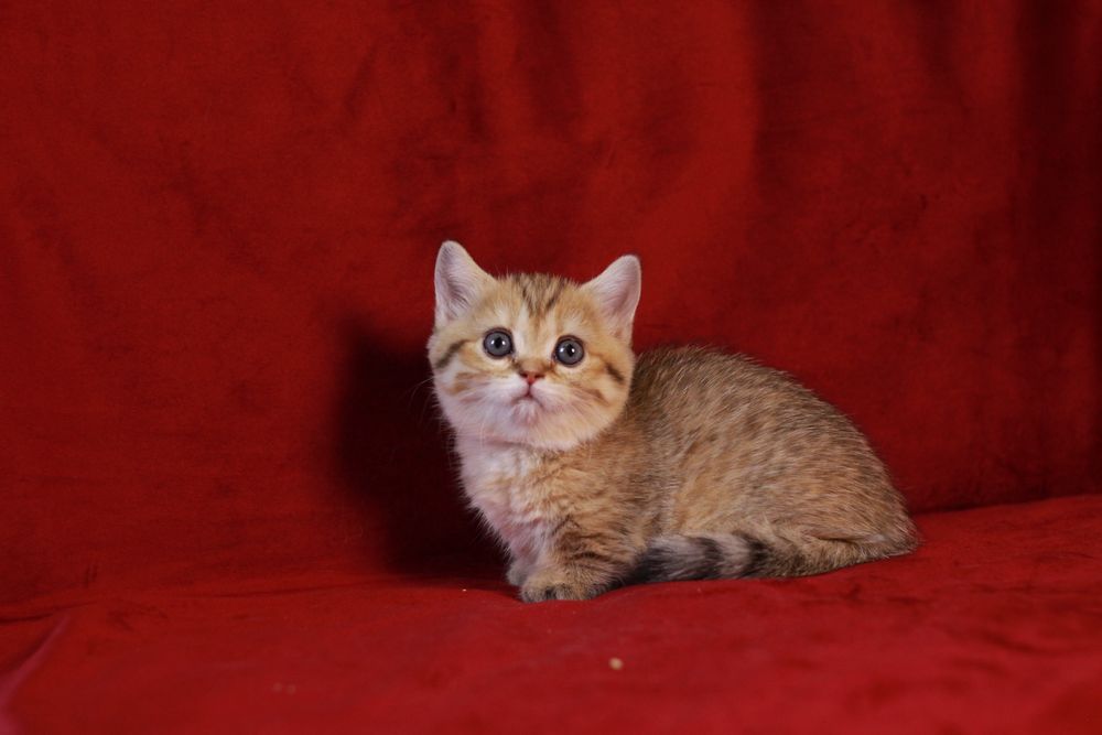 Продаётся котёнок породы манчкин