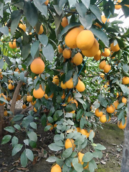 Limon kuchatlari