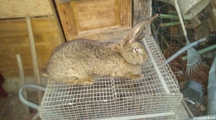 Iepuri prețul este fix pe kg