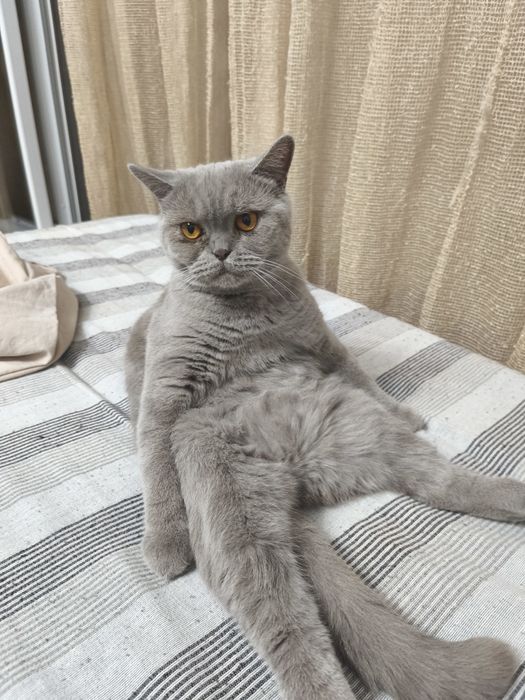 Британкска котка